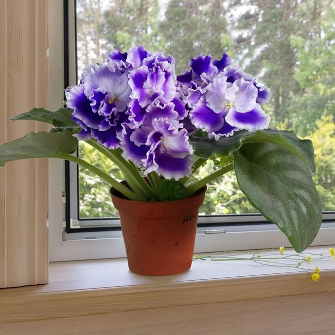 African Violet Purple Bloom Close Up from Seeds