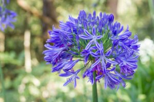 Agapanthus Sunfield Seeds for Garden Planting and Summer Blooms