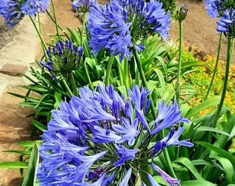 Agapanthus Sunfield Seeds for Landscape Design and Decorative Gardens