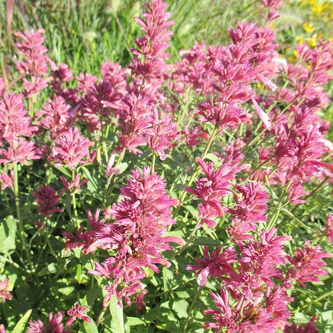 Lavender Pink Flower Spikes of Hummingbird Mint