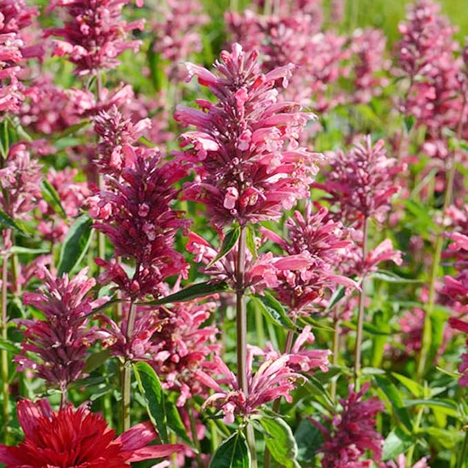 Agastache Heather Queen in Rock Garden Landscape