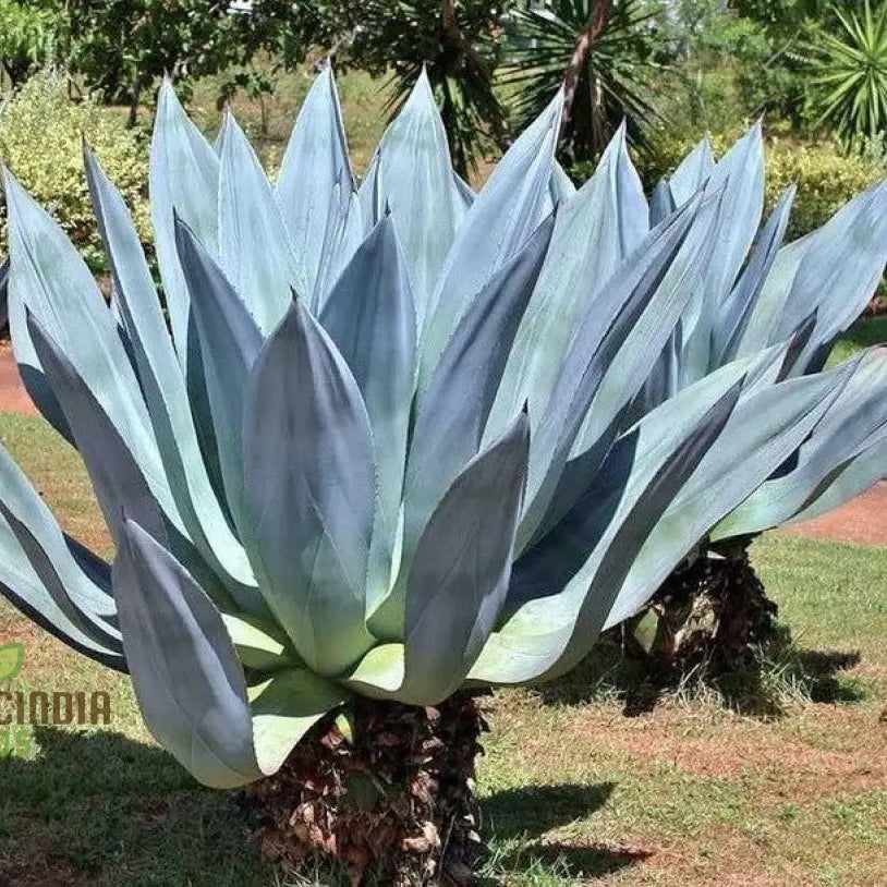 Agave Americana Toliman Blue Succulent Growing in Garden
