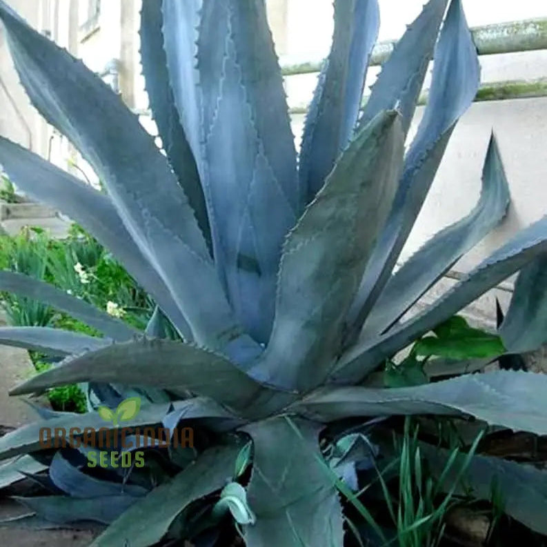 Agave Americana â€™Toliman Blueâ€™ Seeds For Planting Cultivating Hardy Beauty With Expert And Gardening
