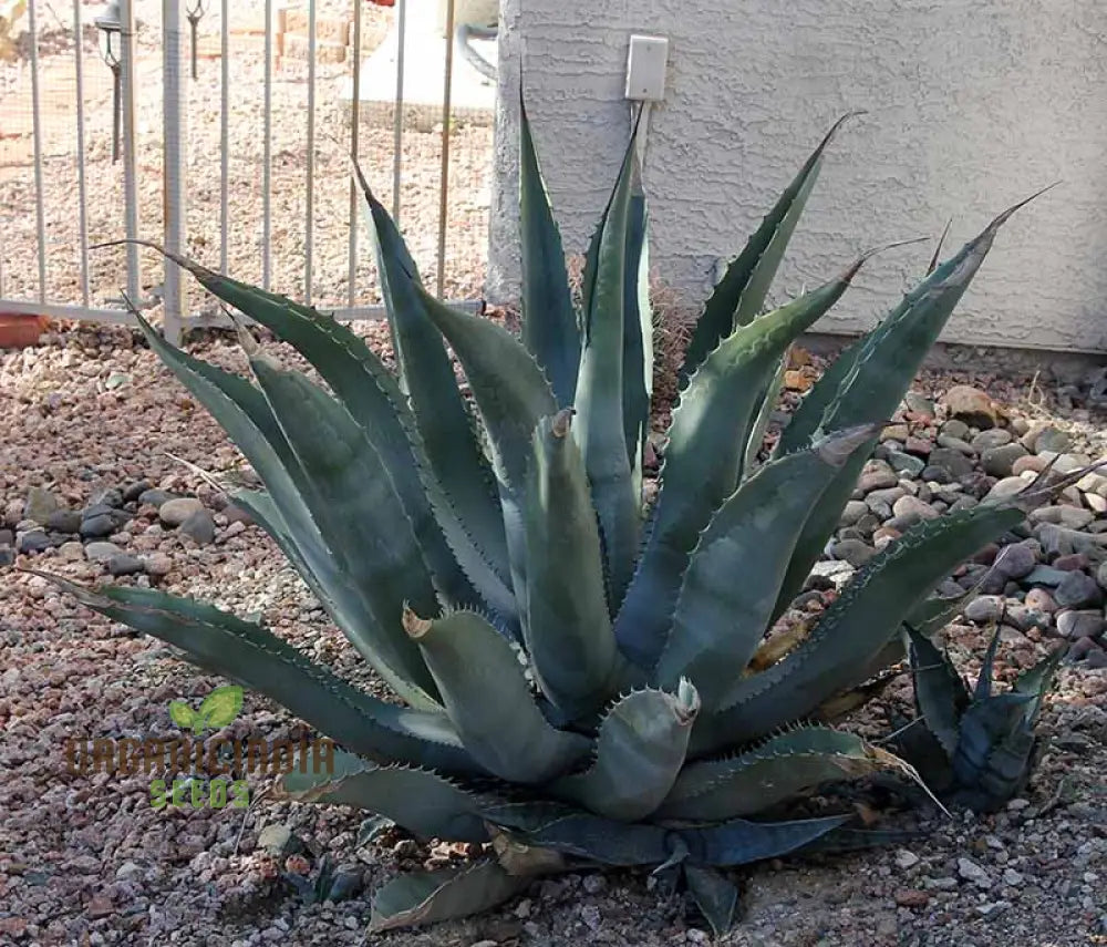 Agave asperrima zarcensis Seeds for Planting Hardy Succulent