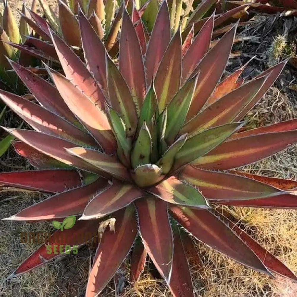 Agave Kerchovei â€™Huajuapan Redâ€™ Seeds For Planting Cultivating Unique Beauty With Expert And