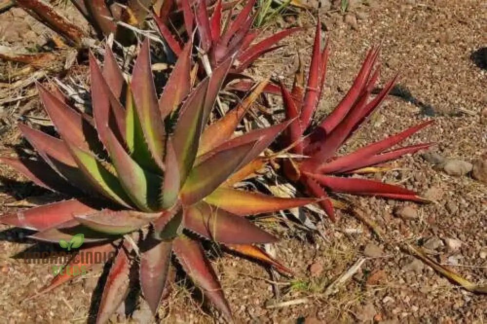 Agave Kerchovei â€™Huajuapan Redâ€™ Seeds For Planting Cultivating Unique Beauty With Expert And