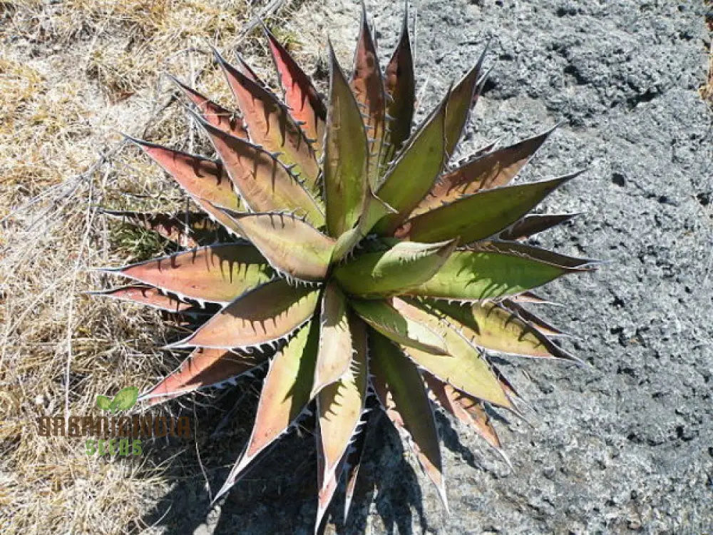 Agave Kerchovei â€™Huajuapan Redâ€™ Seeds For Planting Cultivating Unique Beauty With Expert And