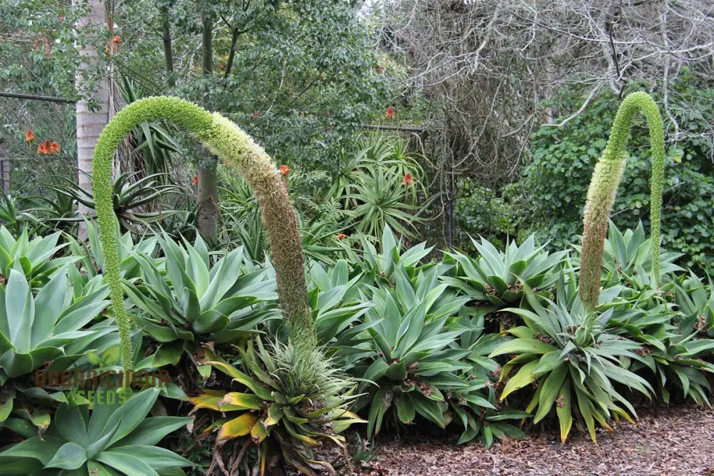 Agave Attenuata Seeds Growing Into Sculptural Rosette Form Succulents