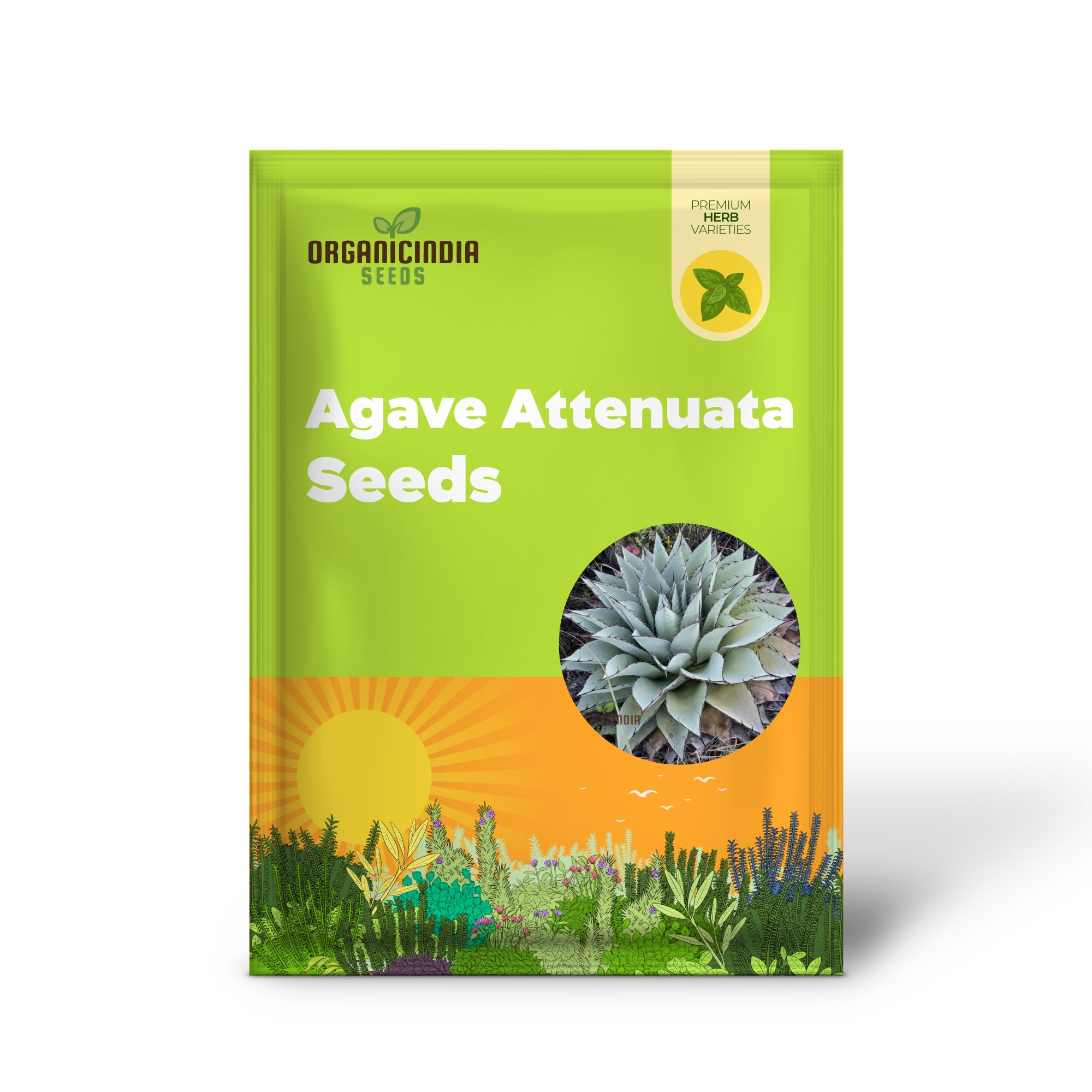 Agave Attenuata Seeds – Architectural Succulent Variety for Gardens