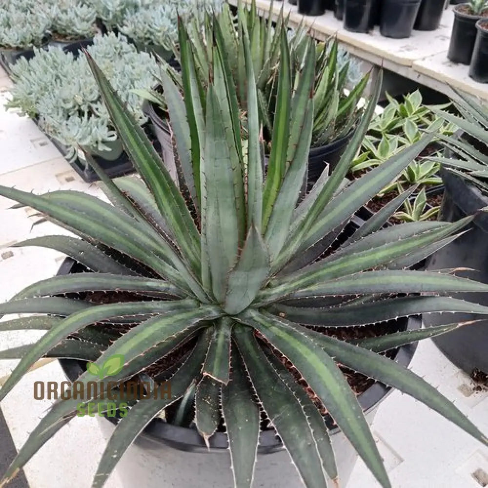 Agave funkiana Seeds for Containers and Modern Landscape Design