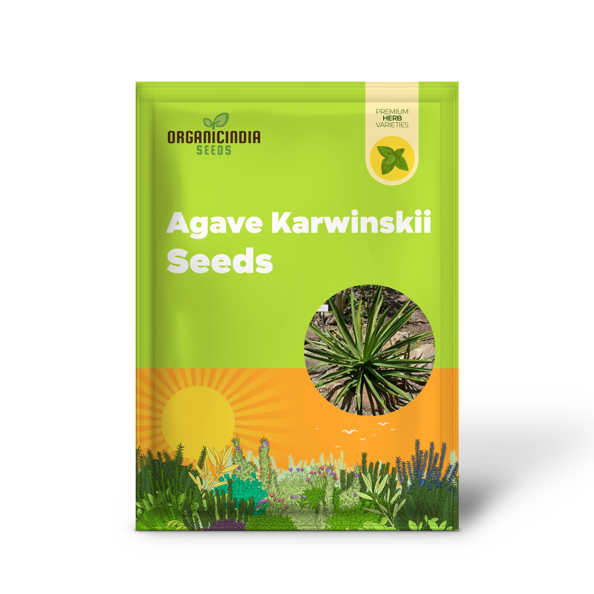 Close-up of Agave karwinskii Seeds – Robust, Hardy Succulent Variety