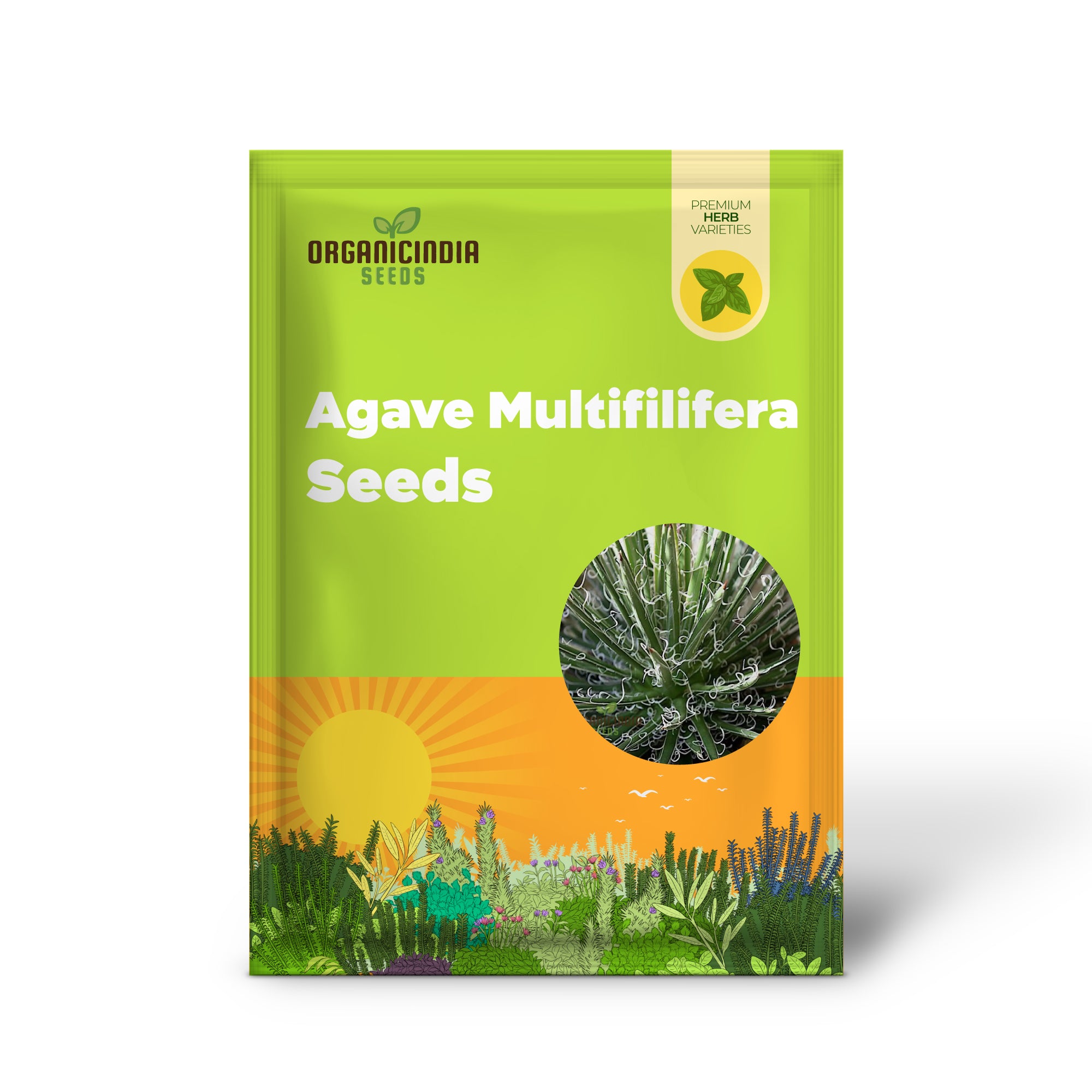 Close-up of Agave multifilififera seeds for planting in warm climates