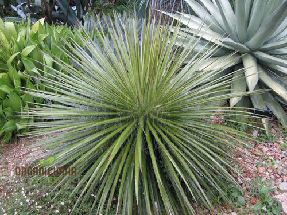 Agave multifilifera seeds growing into sculptural landscape agave