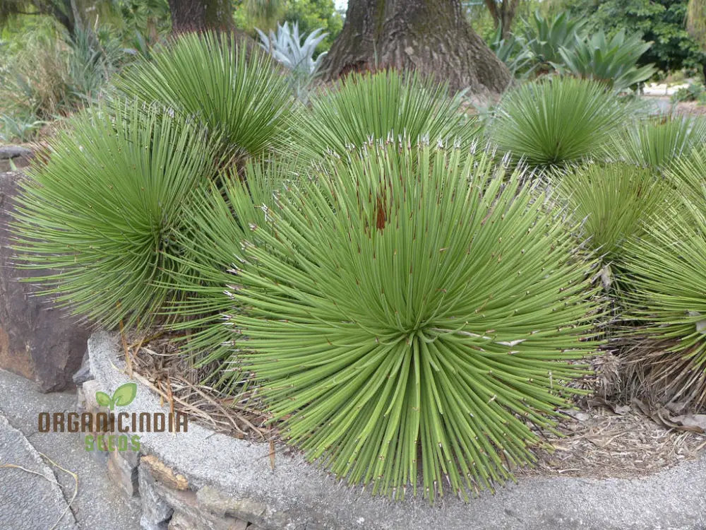 Agave stricta seeds planted in xeriscape garden for drought-tolerant landscaping