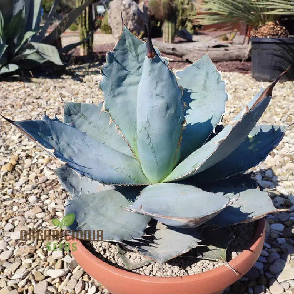 Agave Titanota Blue Seeds Growing Into Blue Rosette Desert Plant