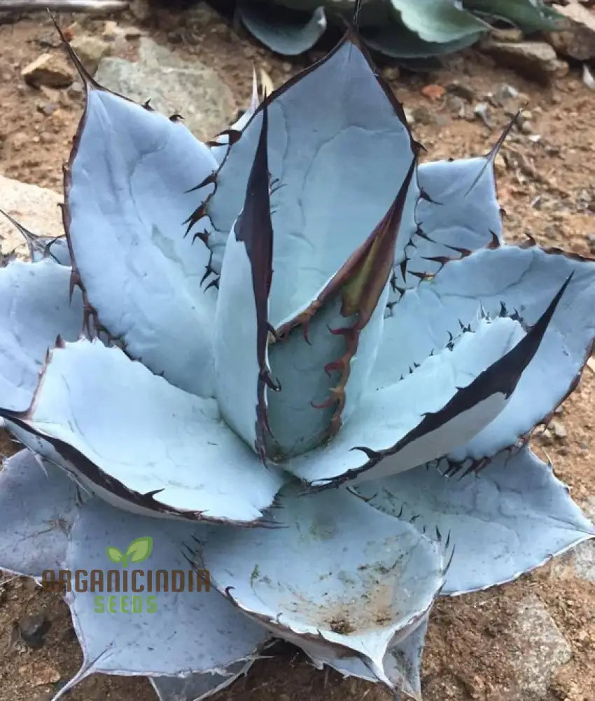 Agave Titanota Blue Seeds for Xeriscape and Rock Garden Planting