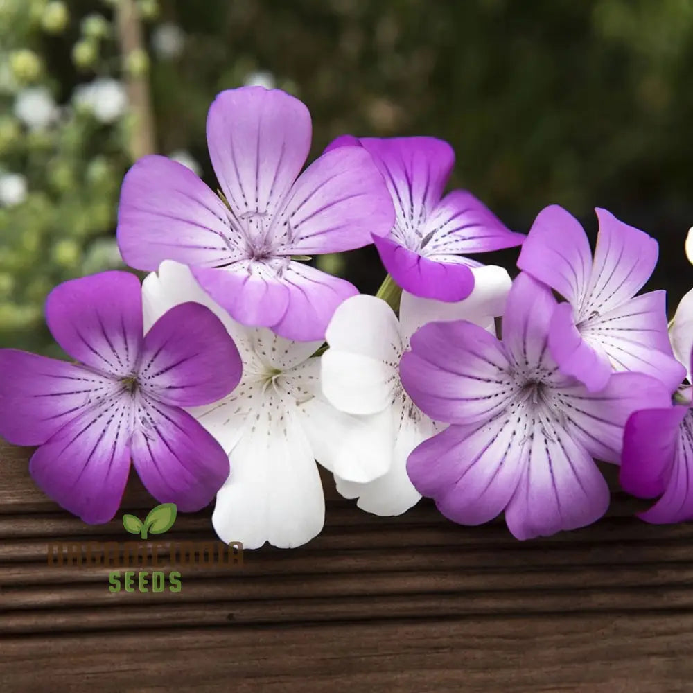 Agrostemma Queen Formula Mix Seeds â€“ Explore A Diverse Palette Of Colors And Elevate Your