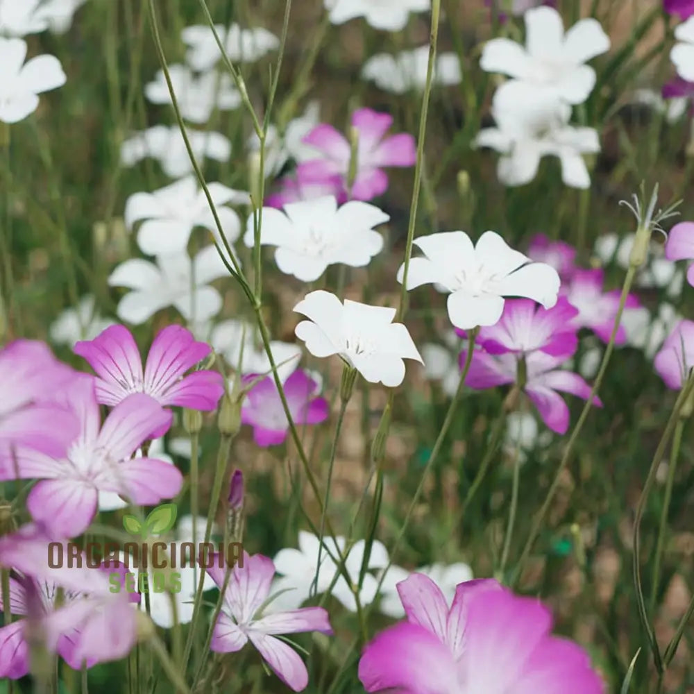 Agrostemma Queen Formula Mix Seeds â€“ Explore A Diverse Palette Of Colors And Elevate Your