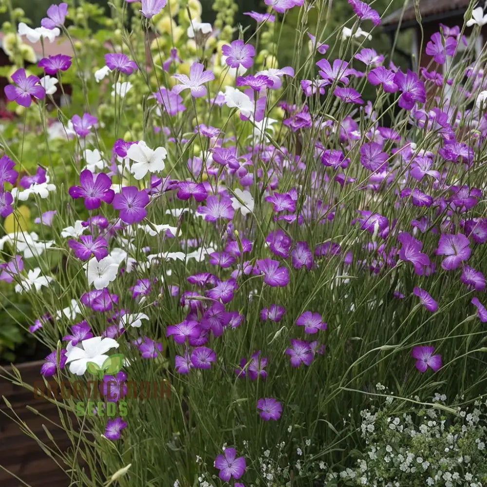 Agrostemma Queen Formula Mix Seeds â€“ Explore A Diverse Palette Of Colors And Elevate Your