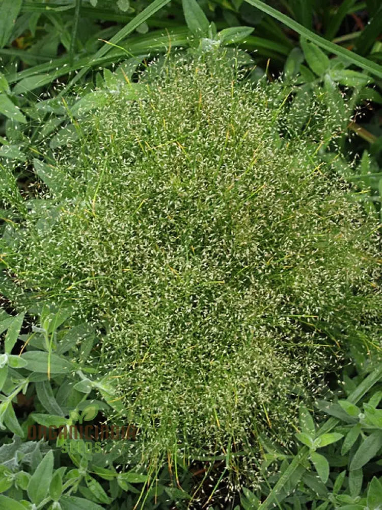 Agrostis Nebulosa â€™Fibre Opticsâ€™ Seeds Illuminating Your Garden