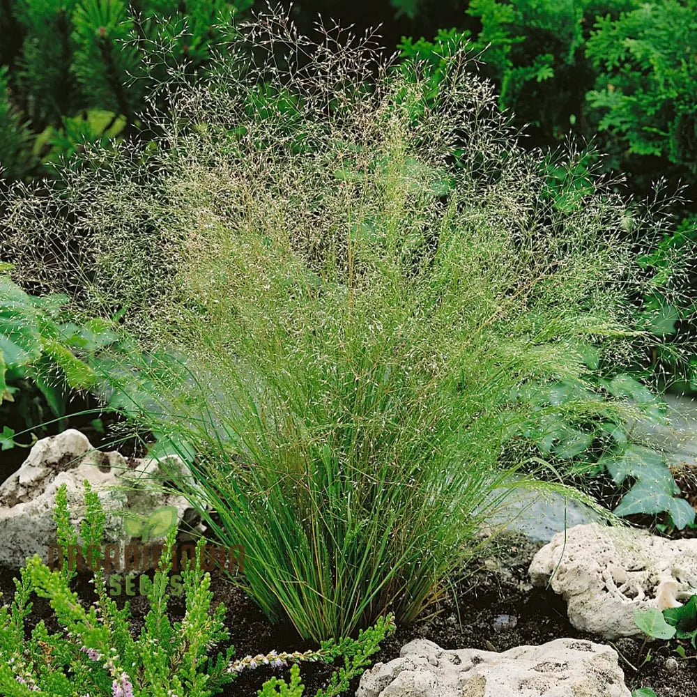 Agrostis Nebulosa Fibre Optics Seeds for Ornamental Grass Gardening