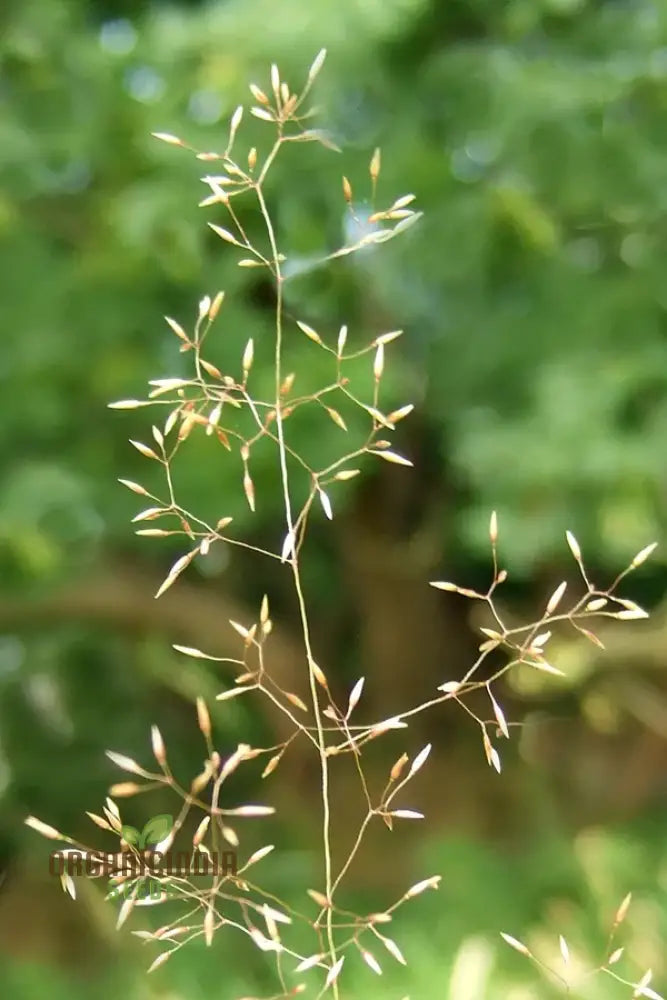 Agrostis Nebulosa Seeds Creating Airy Ornamental Grass in Garden Borders