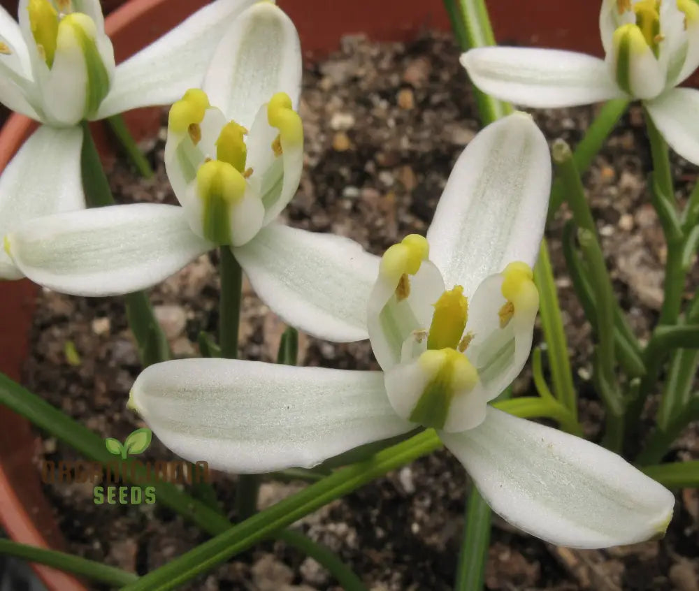 Albucca Humilis Flower Seeds Cultivating Natureâ€™s Subtle Beauty