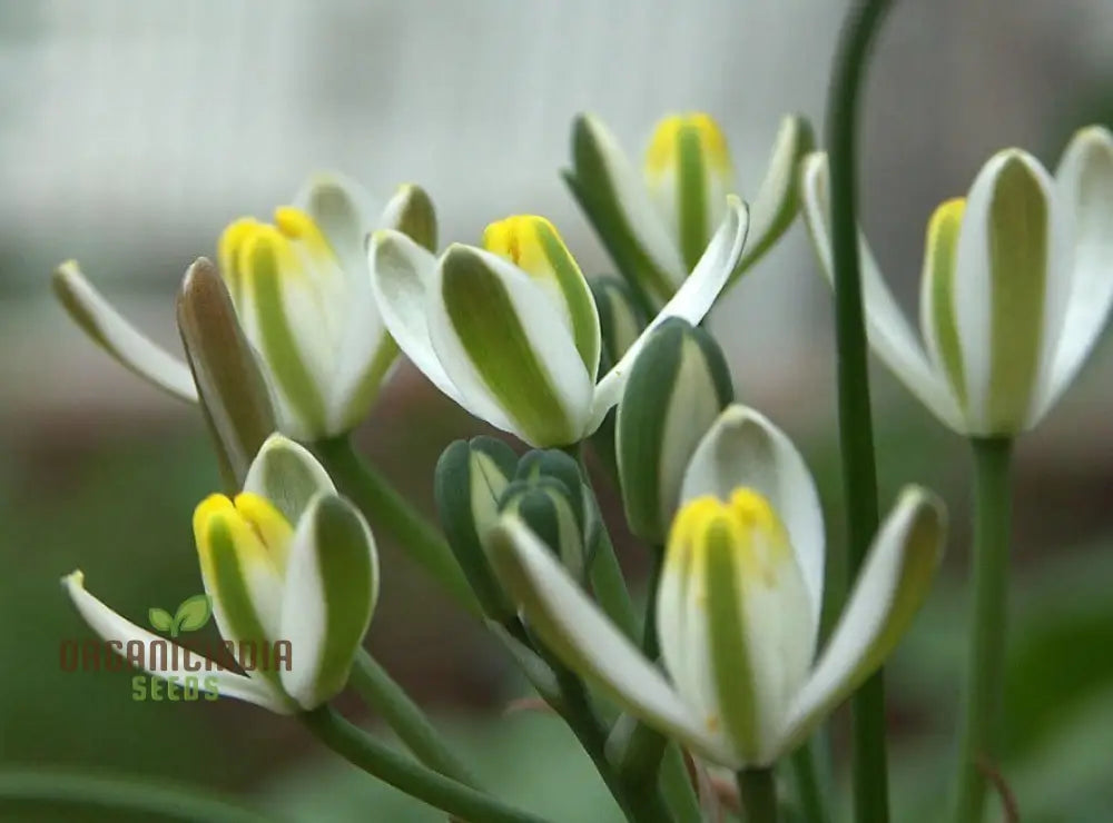 Albucca Humilis Flower Seeds Cultivating Natureâ€™s Subtle Beauty