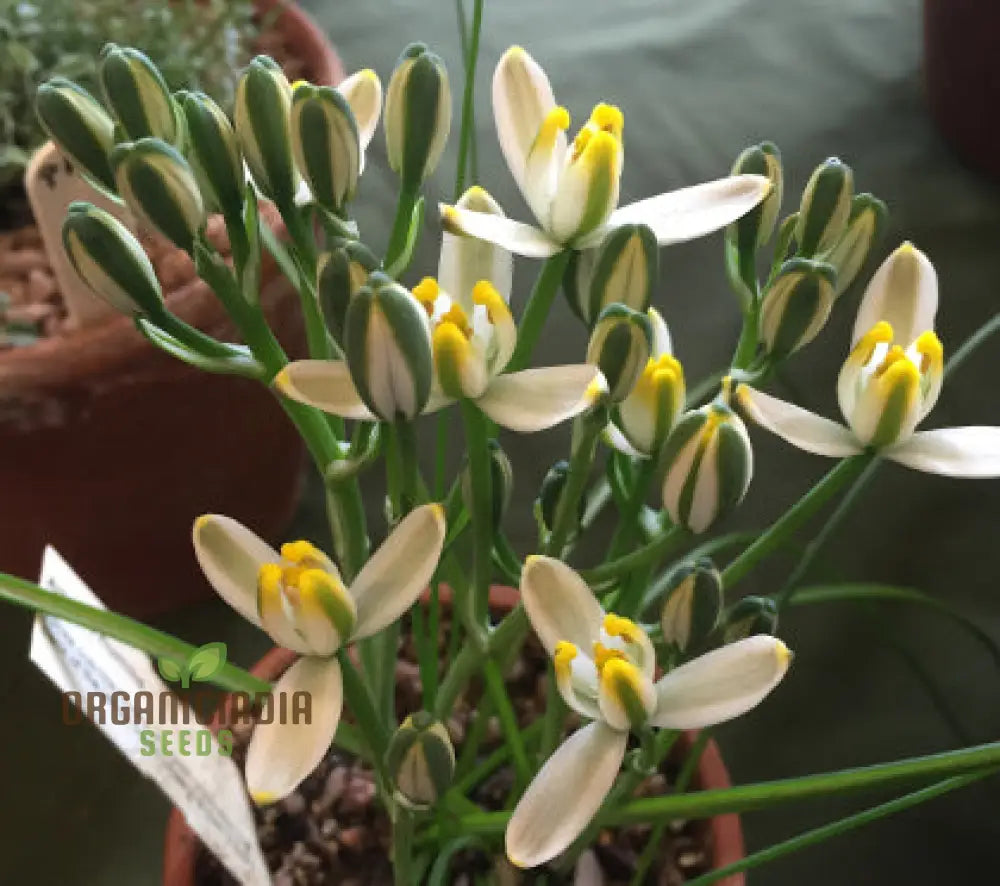 Albucca Humilis Flower Seeds Cultivating Natureâ€™s Subtle Beauty