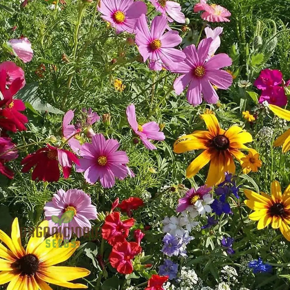 Alcea Ficifolia â€™Cottage Mixedâ€™ Enhancing Your Garden With Varied Beauty Using Expert Planting