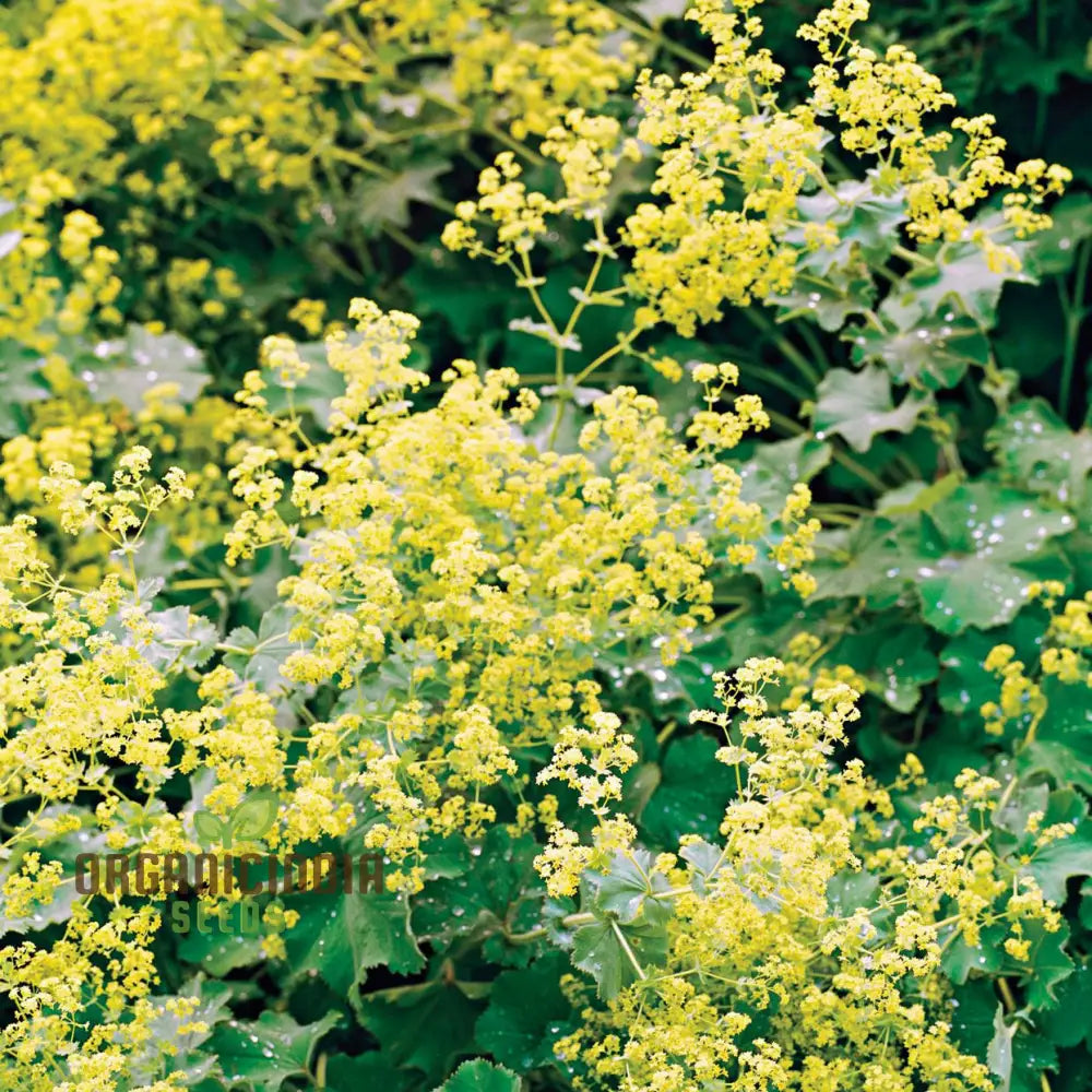 Alchemilla Mollis (Ladyâ€™s Mantle) Seeds - Grow Beautiful And Hardy Ladyâ€™s Mantle Plants In Your