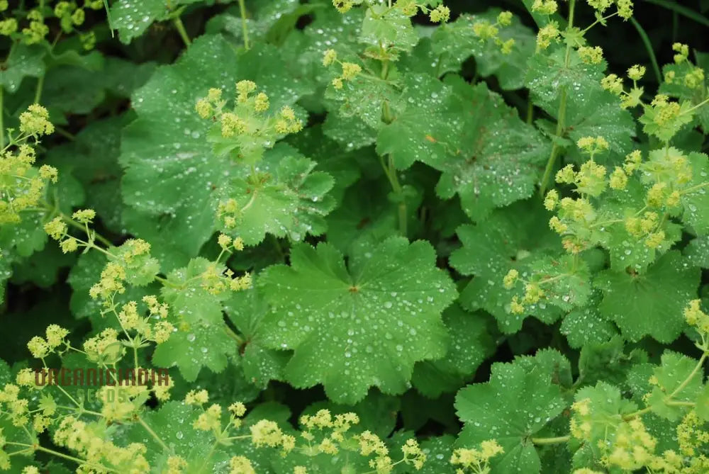 Alchemilla Mollis (Ladyâ€™s Mantle) Seeds - Grow Beautiful And Hardy Ladyâ€™s Mantle Plants In Your