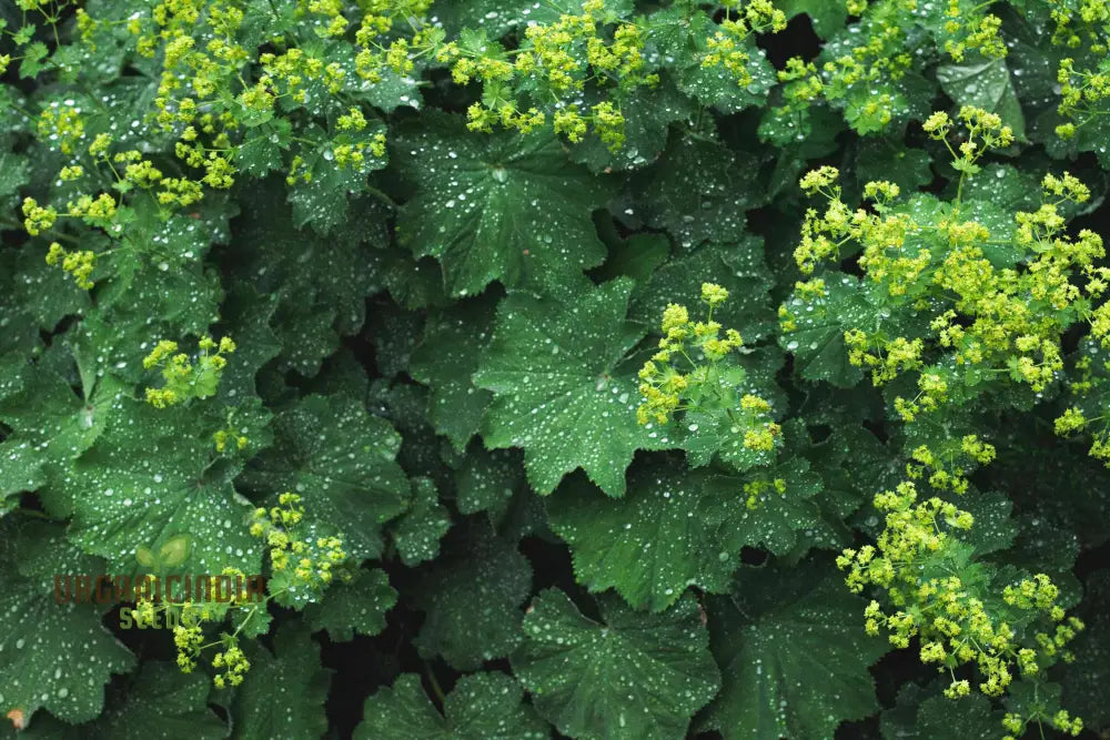 Alchemilla Mollis (Ladyâ€™s Mantle) Seeds - Grow Beautiful And Hardy Ladyâ€™s Mantle Plants In Your