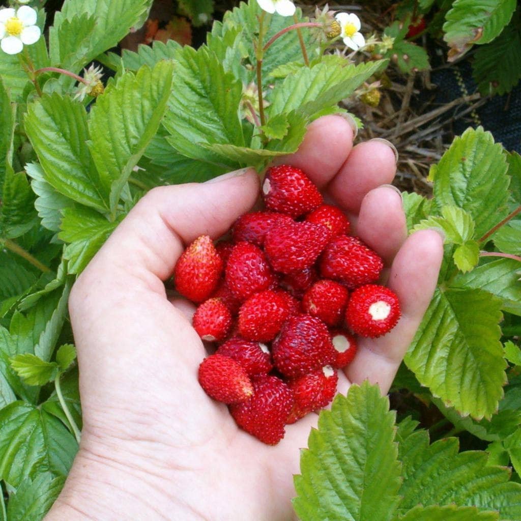 Alexandria Strawberry seedlings sprouting