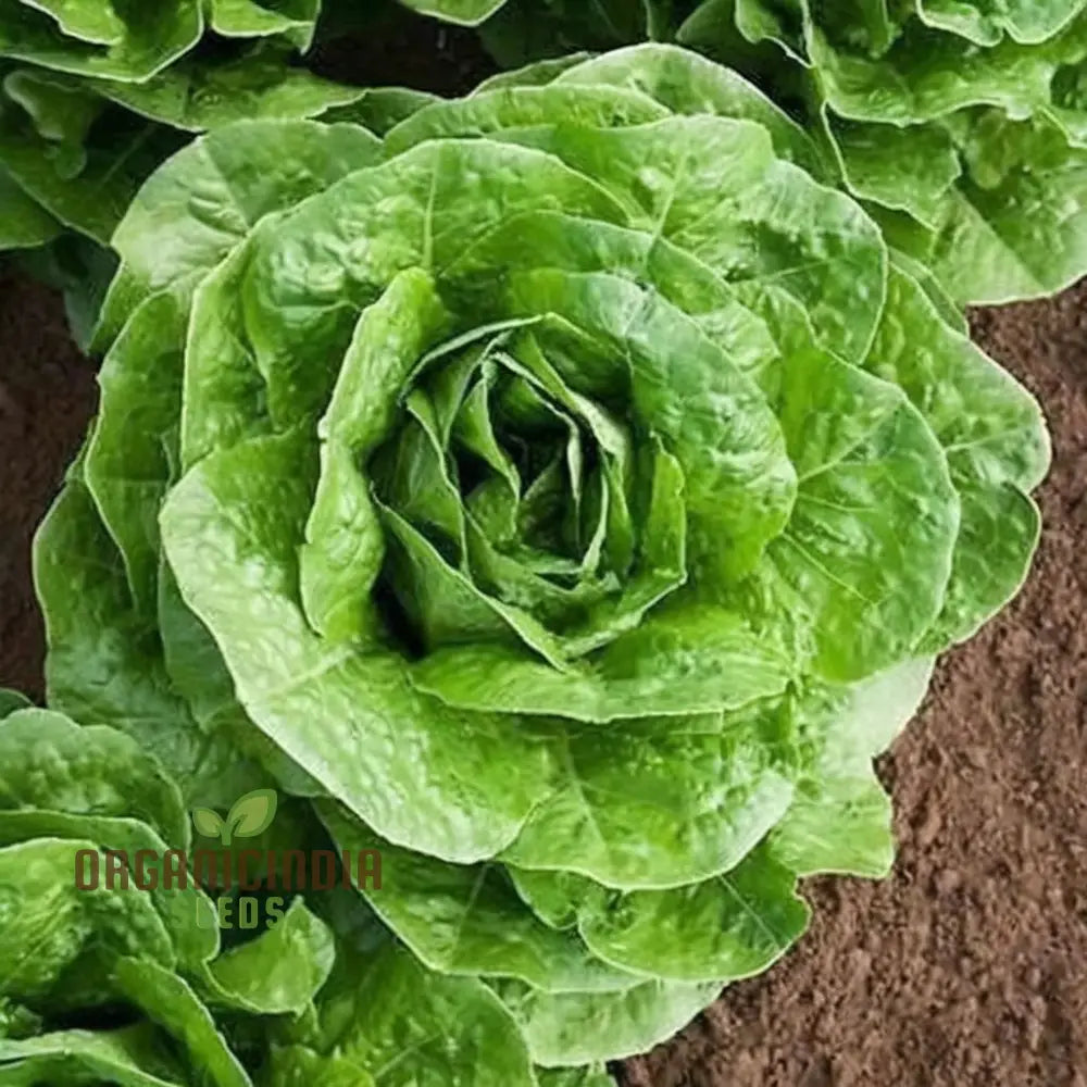 Freshly Harvested All Year Round Lettuce from Seeds, Homegrown Salad Greens