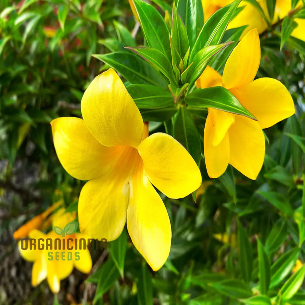 Allamanda Flower Seeds for Bright Tropical Garden Blooms