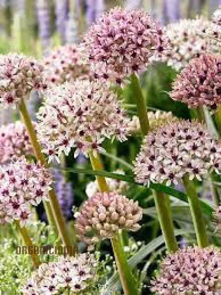 Allium Basalticum â€™Silver Springâ€™ Flowering Seeds Cultivating Striking Blooms With Expert