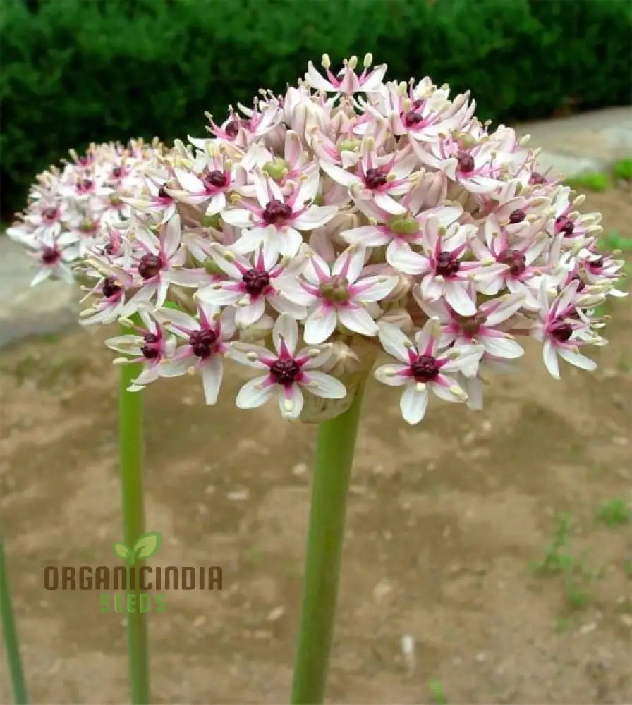 Allium Basalticum â€™Silver Springâ€™ Flowering Seeds Cultivating Striking Blooms With Expert