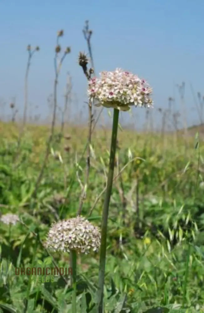 Allium Basalticum â€™Silver Springâ€™ Flowering Seeds Cultivating Striking Blooms With Expert