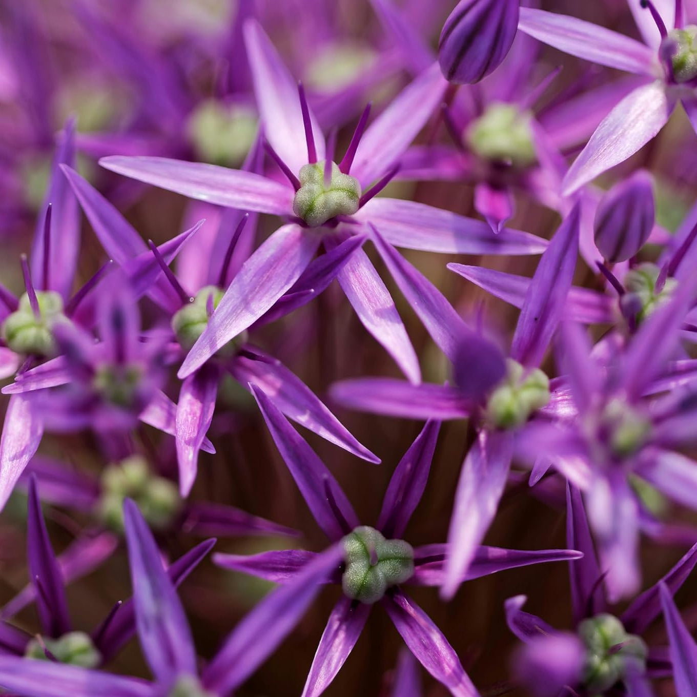 Giant Purple Allium Giganteum Seeds for Garden Beds and Borders