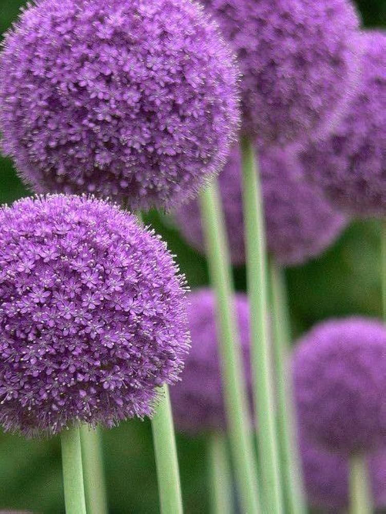 Allium Giganteum Growing from Seeds in Garden Borders