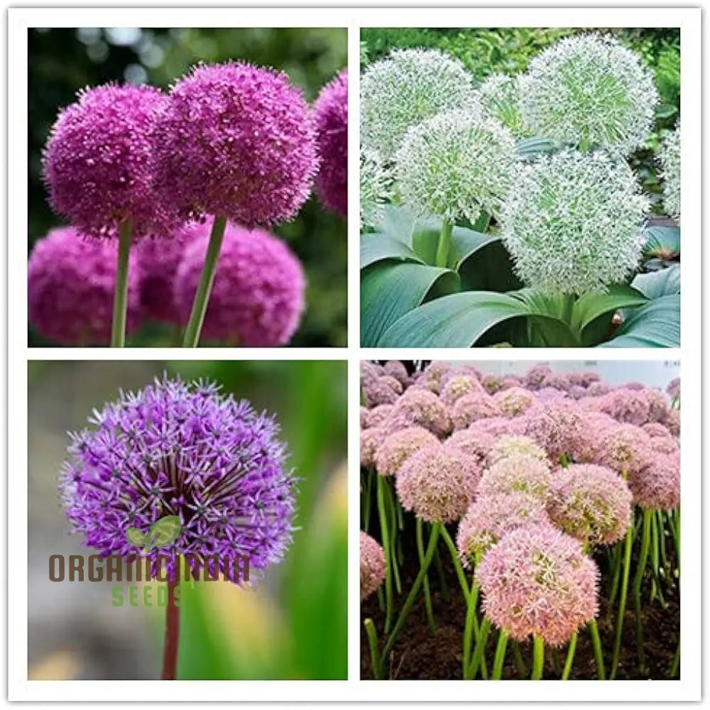 Allium Globe Bloom Seeds Variety for Borders and Beds 