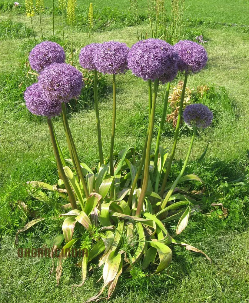 Allium Hollandicum â€™Purpleâ€™ Seeds For Planting Premium Flower Gardeners Enhance Your Garden Seeds