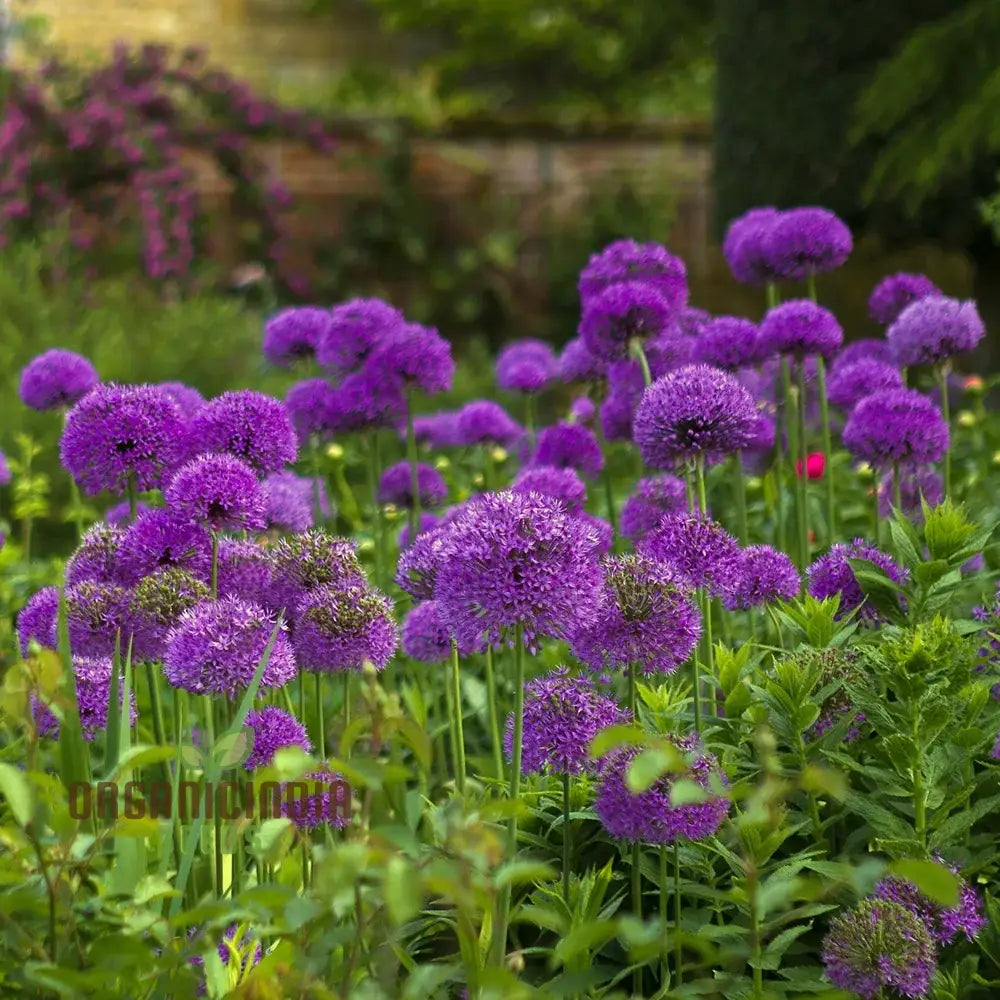 Allium Hollandicum â€™Purpleâ€™ Seeds For Planting Premium Flower Gardeners Enhance Your Garden Seeds