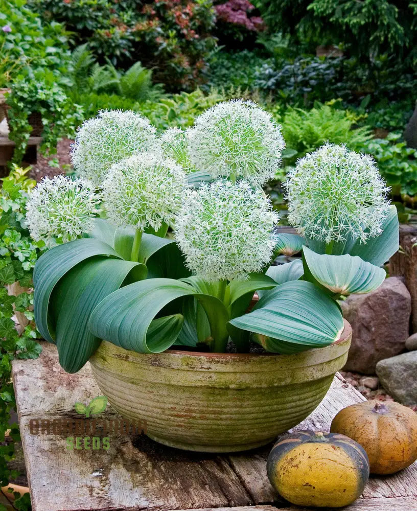 Allium Karataviense â€™Ivory Queenâ€™ Flower Seeds Premium For Planting And Gardening Seeds