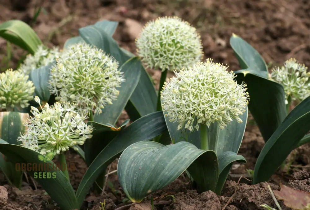 Allium Karataviense â€™Ivory Queenâ€™ Flower Seeds Premium For Planting And Gardening Seeds
