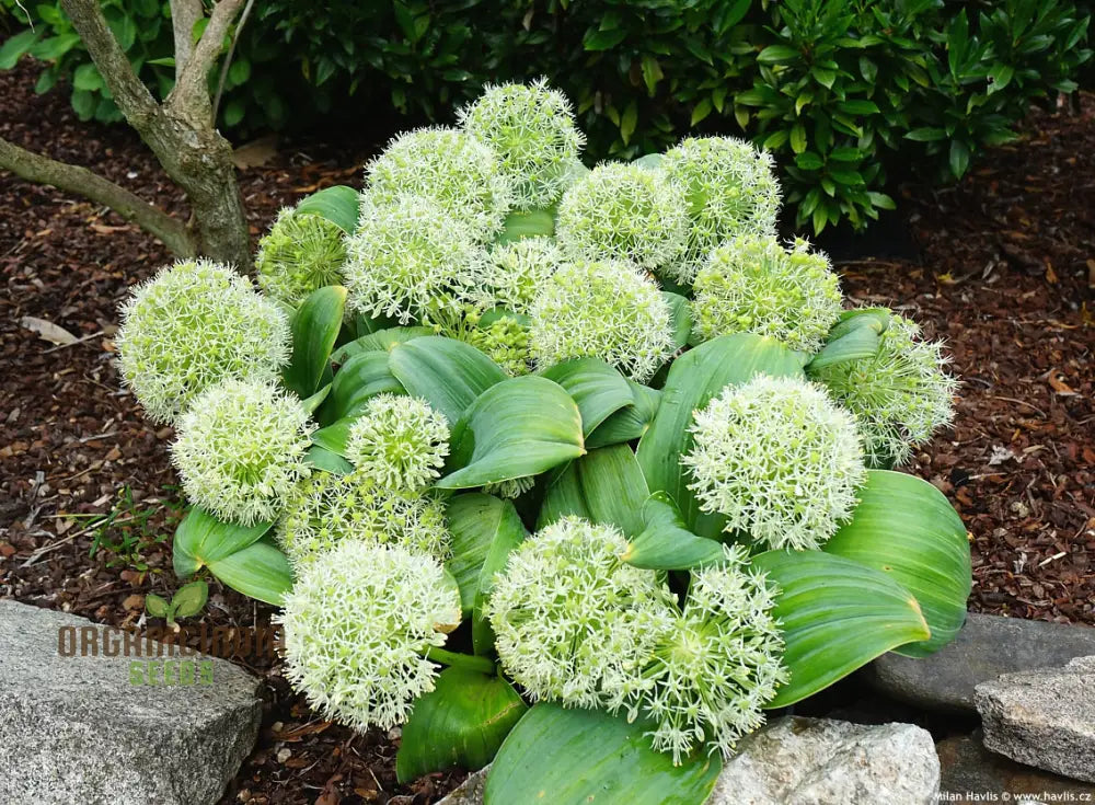 Allium Karataviense â€™Ivory Queenâ€™ Flower Seeds Premium For Planting And Gardening Seeds