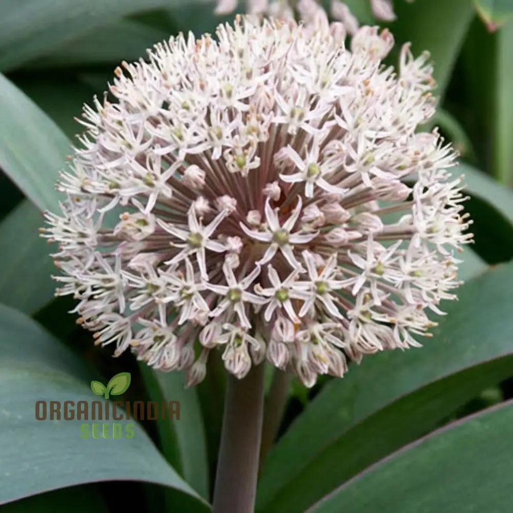 Allium Karataviense Ornamental Bloom Seeds for Borders and Rock Gardens