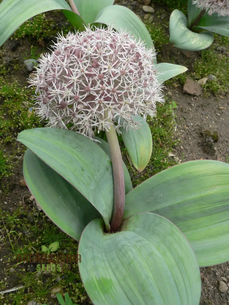 Premium Allium Karataviense Seeds for Elegant Spring Garden Planting