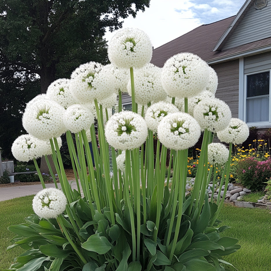 Close-up of Allium Mount Everest white spherical bloom